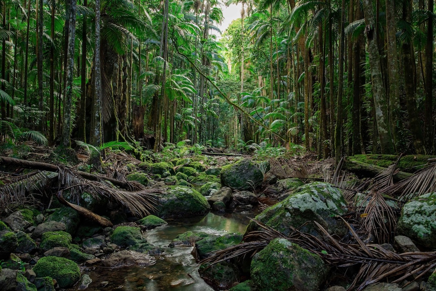 Big Scrub rainforest