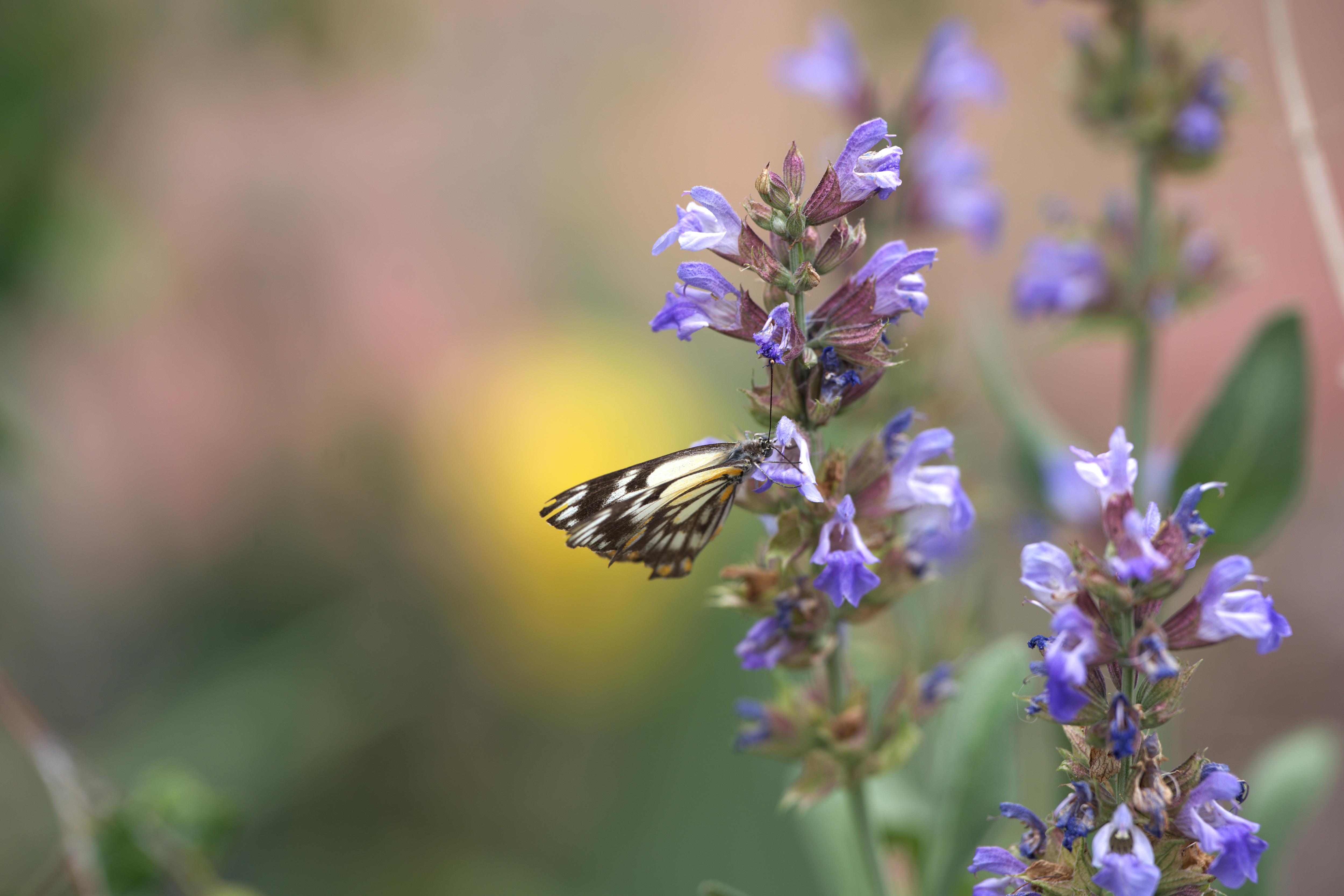 A black and white butterfly lands on a purple flower.