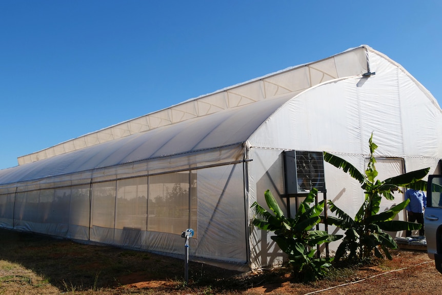 A long, white greenhouse tent 