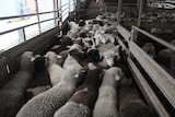 A mob of lambs.