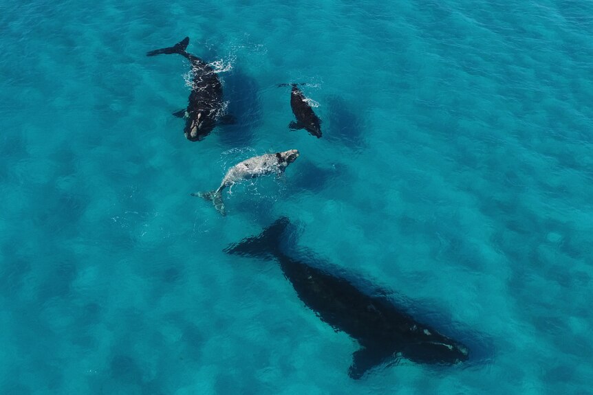 Southern right whales, including a white calf