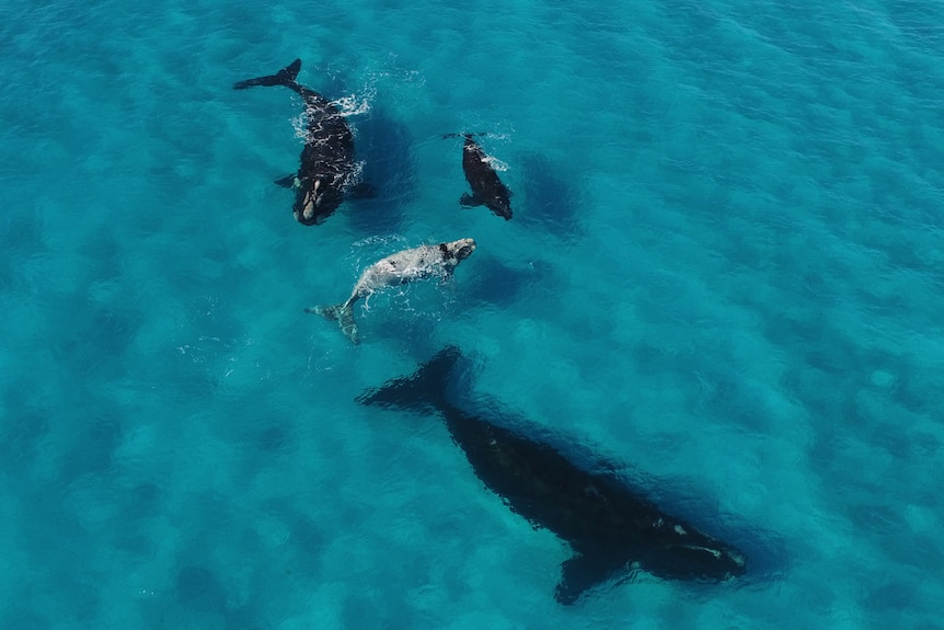 Southern right whales, including a white calf