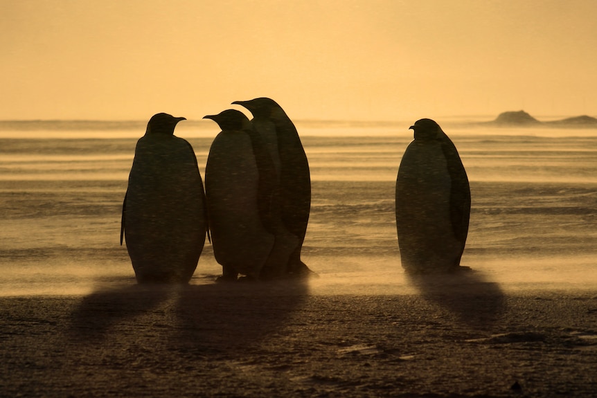 Four emperor penguins on sea ice.