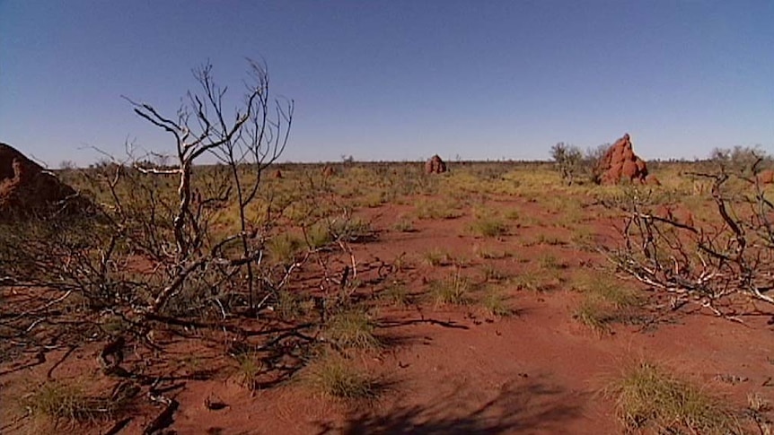 Termite mounds and scrub in the Tanami Desert, a possible site for a national nuclear waste dump.