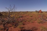 Termite mounds and scrub in the Tanami Desert, a possible site for a national nuclear waste dump.