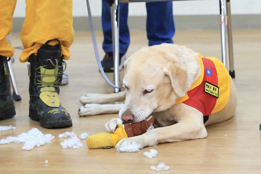 A dog chewing on a toy shaped like an icecream. 