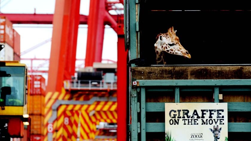 Ntombi, a 16-month-old female giraffe, is lowered by crane from a cargo ship.