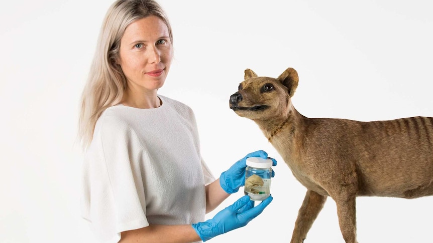 Dr Christy Hiplsey with a thylacine (Tasmanian tiger) pup specimen