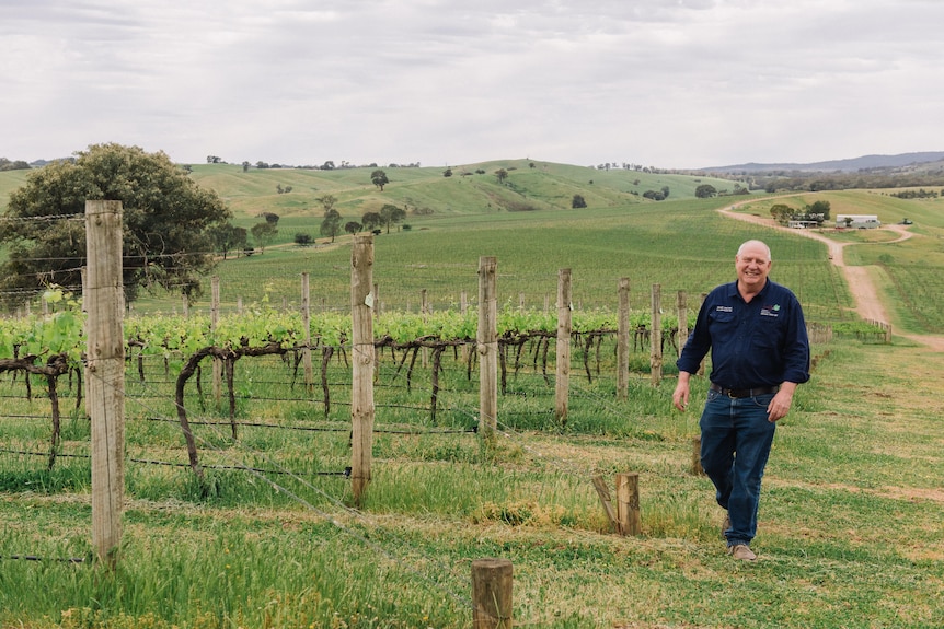 A man standing beside rows of grapevines in a vineyard