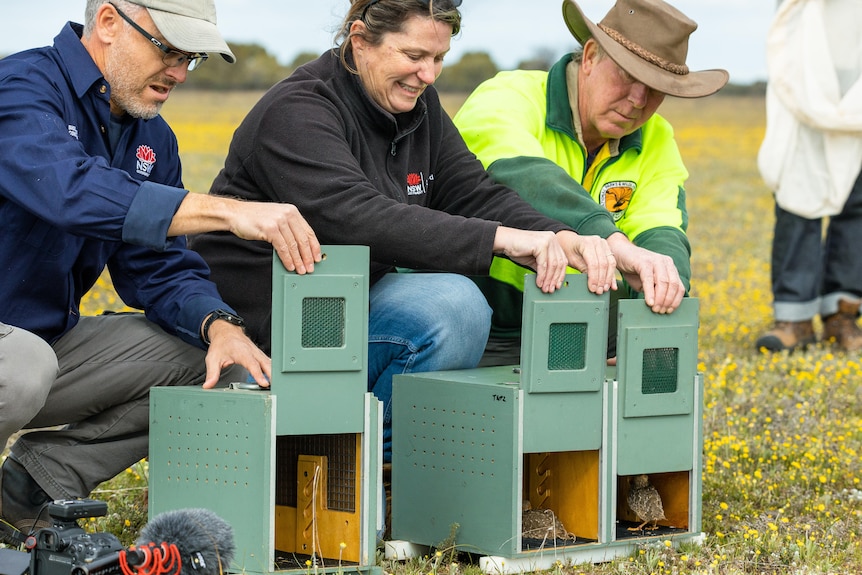 Three people lifting up doors to small boxes containing plains-wanderers in a field.