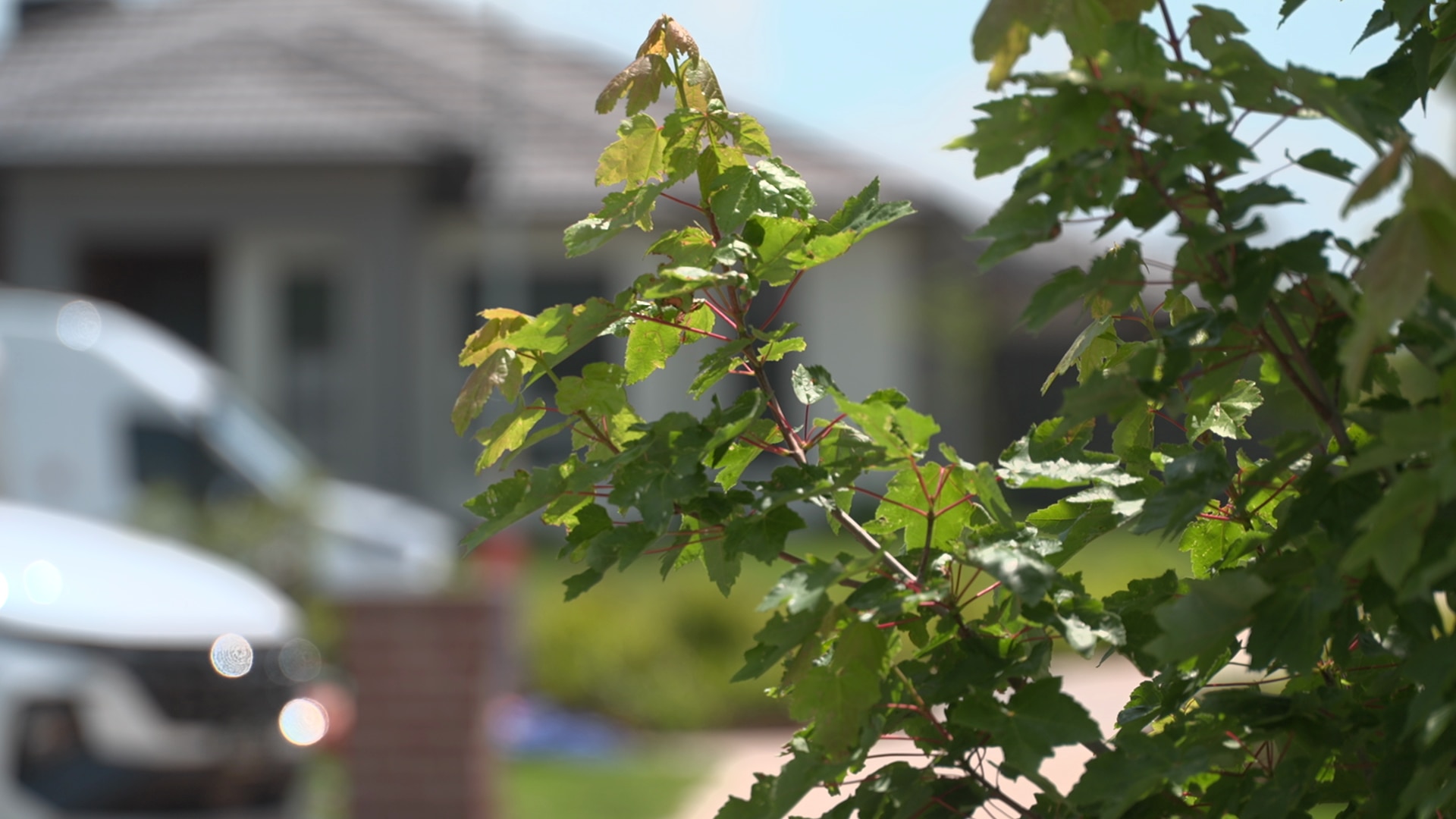 Um galho de árvore frondoso em primeiro plano com uma casa ao fundo.