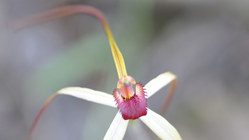 The caladenia fulva tawny spider orchid, currently listed as federally threatened.