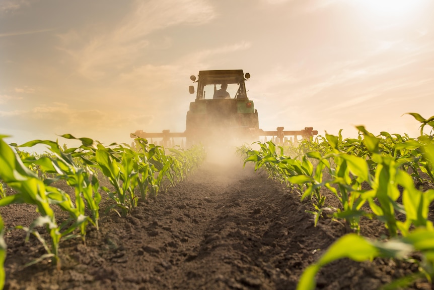 A tractor harrowing a corn field