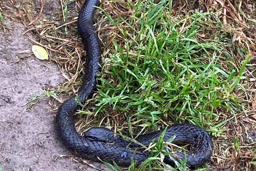 A snake in backyard grass
