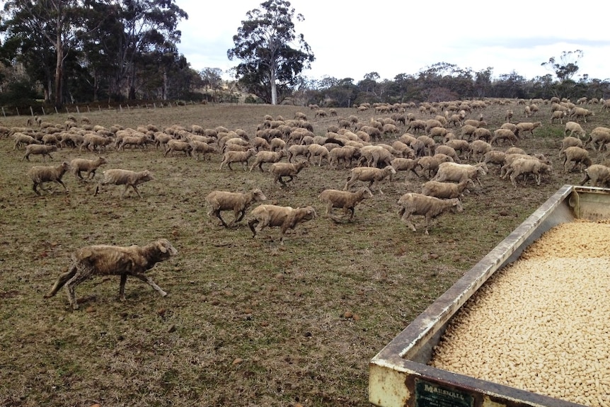 A mob of sheep in a very dry paddock in east coast property in Tasmania