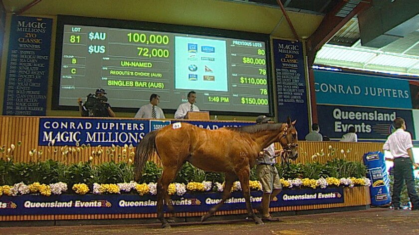 Horse being paraded at the Gold Coast Magic Millions sales on the Gold Coast