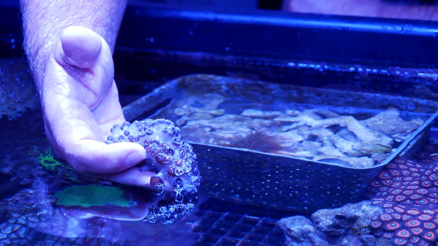 La demande de corail pour les aquariums européens s’assèche, mais les ventes intérieures restent fortes