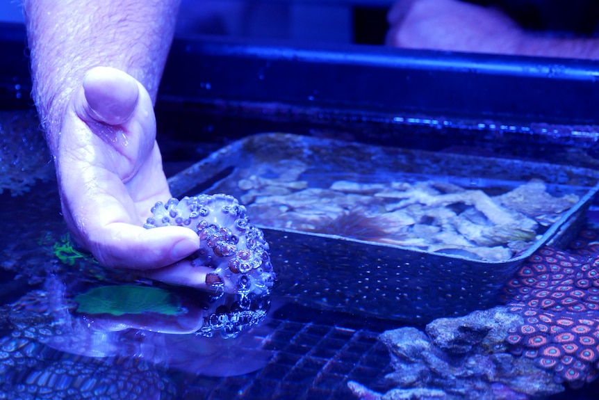A man's hand holding young coral from an aquarium.