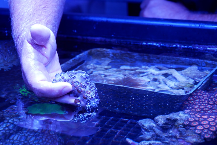 La mano de un hombre sosteniendo un coral joven de un acuario.