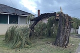 A tree snapped over in the front garden of a house.