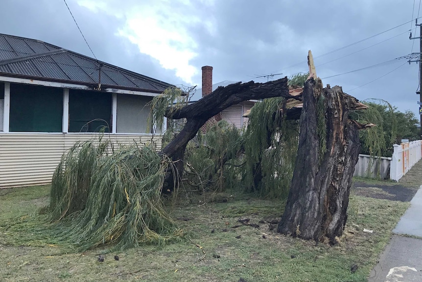 A tree snapped over in the front garden of a house.