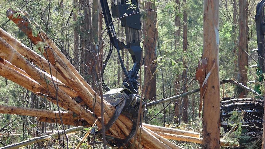 Logs are gathered up by forestry equipment in a Tasmanian forest