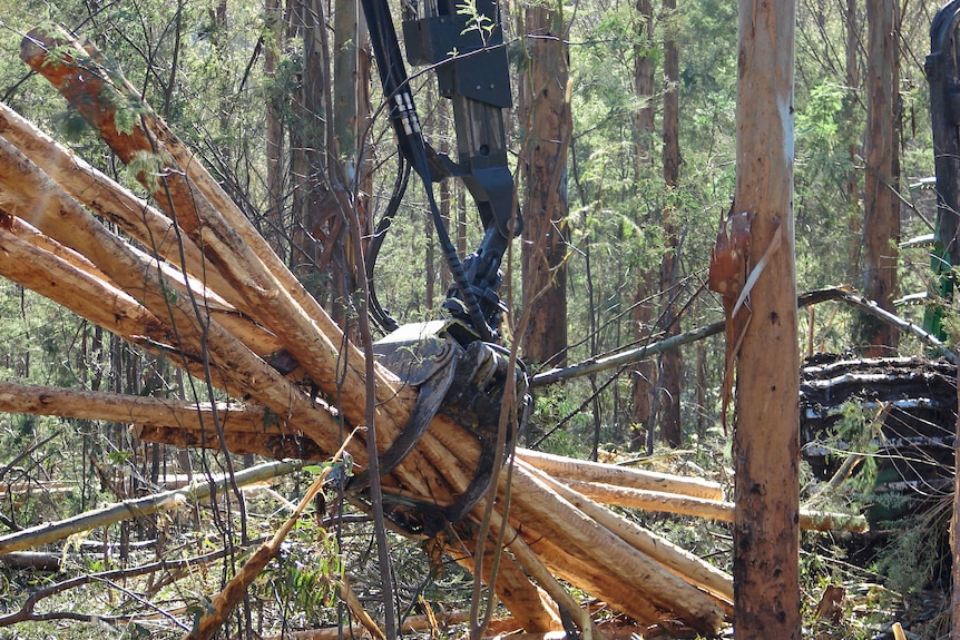 Logs are gathered up by forestry equipment in a Tasmanian forest