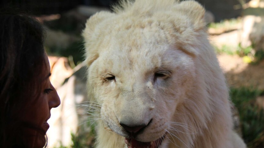 White lion cubs arrive in Northern Territory