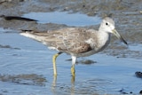 Shorebird with long yellow legs and curve-tipped beak