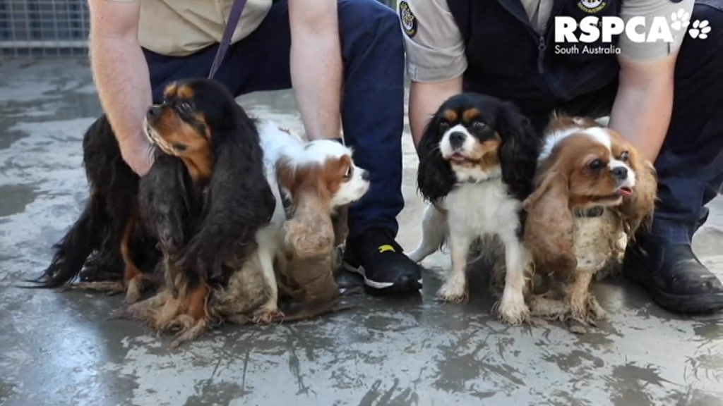 Dog Owner Convicted Of Animal Cruelty For Not Grooming Cavalier King Charles Spaniels Abc News