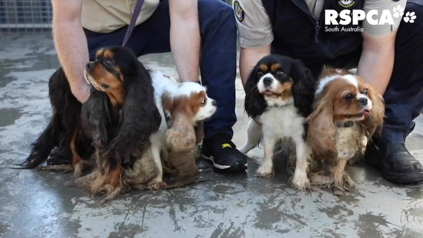 Dog Owner Convicted Of Animal Cruelty For Not Grooming Cavalier King Charles Spaniels Abc News