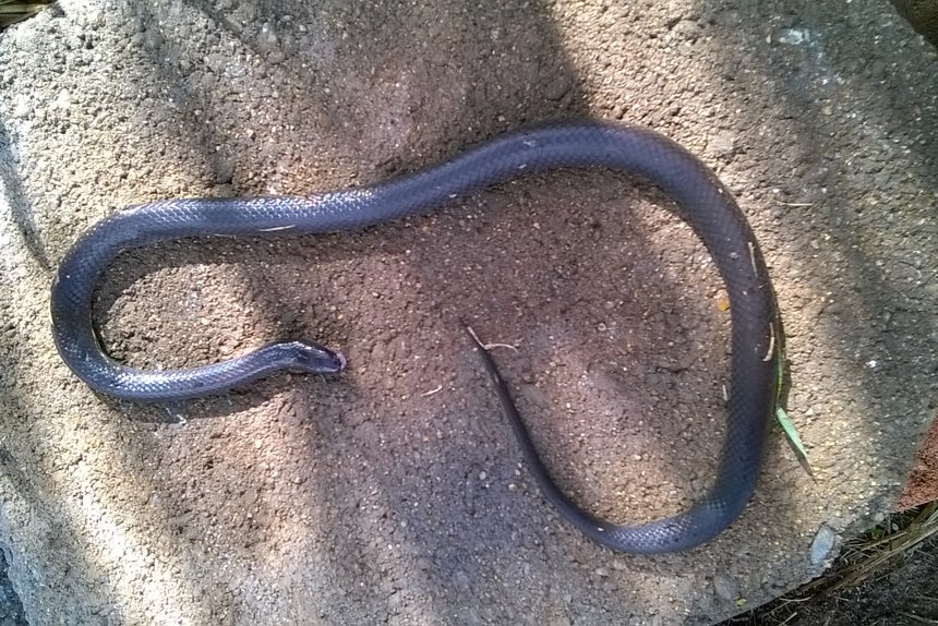 A Red Belly Black snake