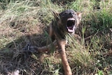 Hunter Valley biosecurity officials say trapping program has almost snared its 100th wild dog.