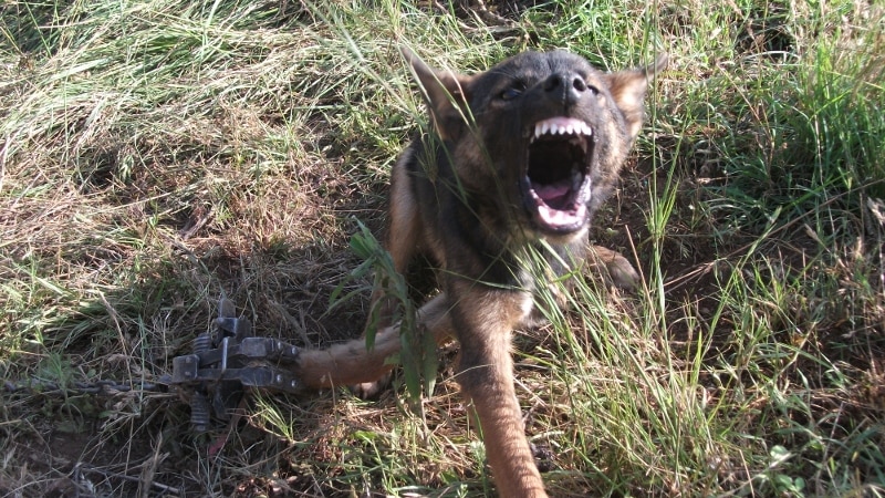 A wild dog caught in a trap.