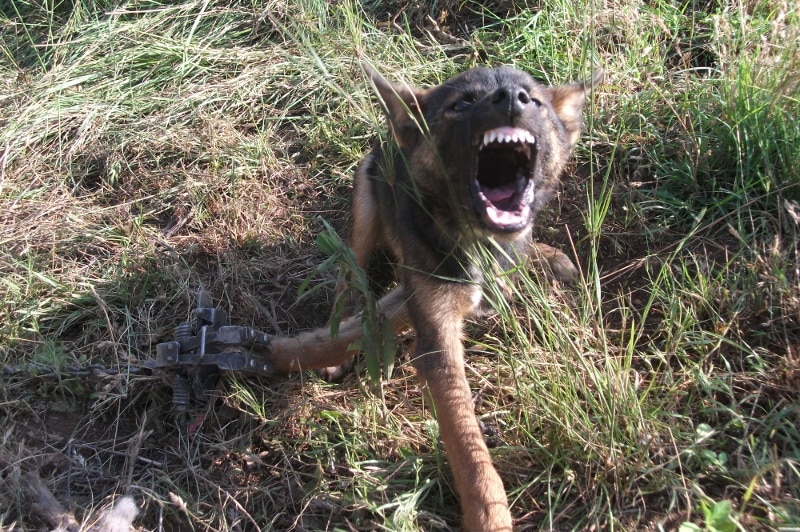 A wild dog with its foot in trap growling at the camera, its teeth bared.