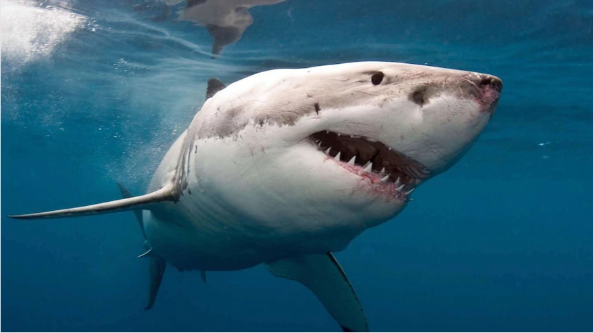 A white and grey shark bears its teeth underwater