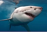 A white and grey shark bears its teeth underwater