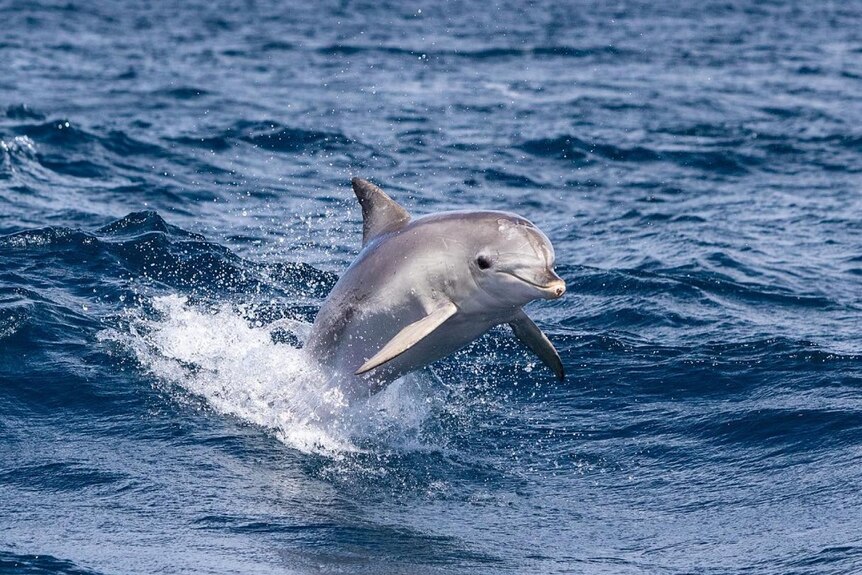 灰色的海豚跃出水面