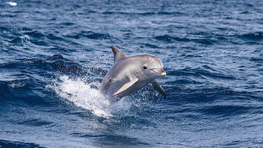 A grey bottle-nosed dolphin jumping out of the water.