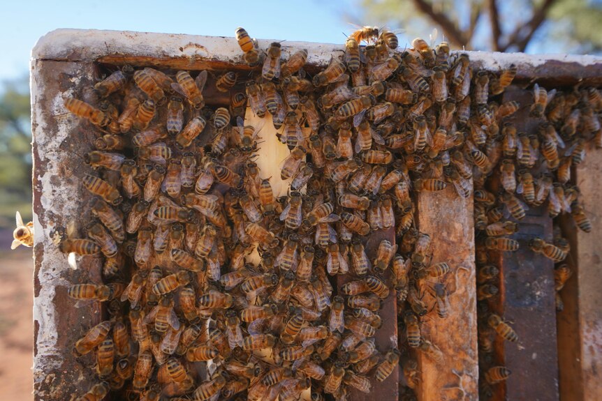 Hundreds of bees on honeycomb