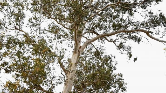 River Red Gum in Noble Park