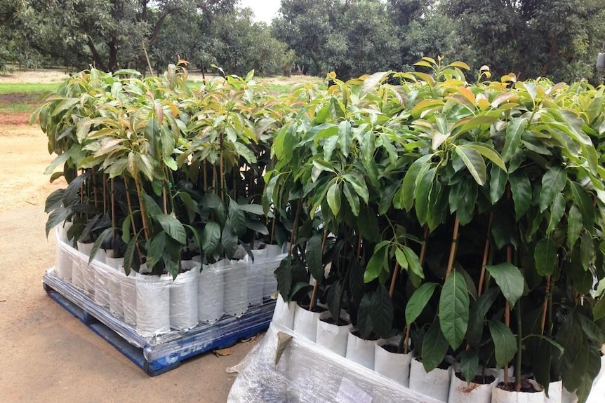 Avocado saplings ready to be planted out