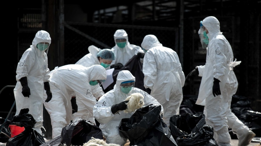 Hong Kong begins mass chicken cull after H7N9 virus found