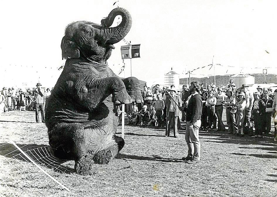 A elephant sits upright with its trunk in the air in front of a crowd of onlookers in an old black and white photo