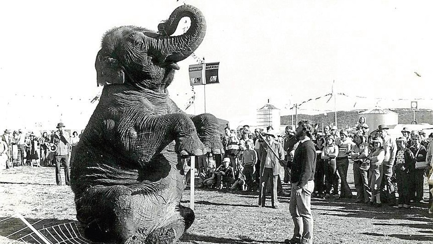 A elephant sits upright with its trunk in the air in front of a crowd of onlookers in an old black and white photo