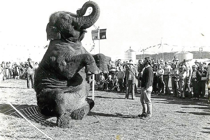 A elephant sits upright with its trunk in the air in front of a crowd of onlookers in an old black and white photo