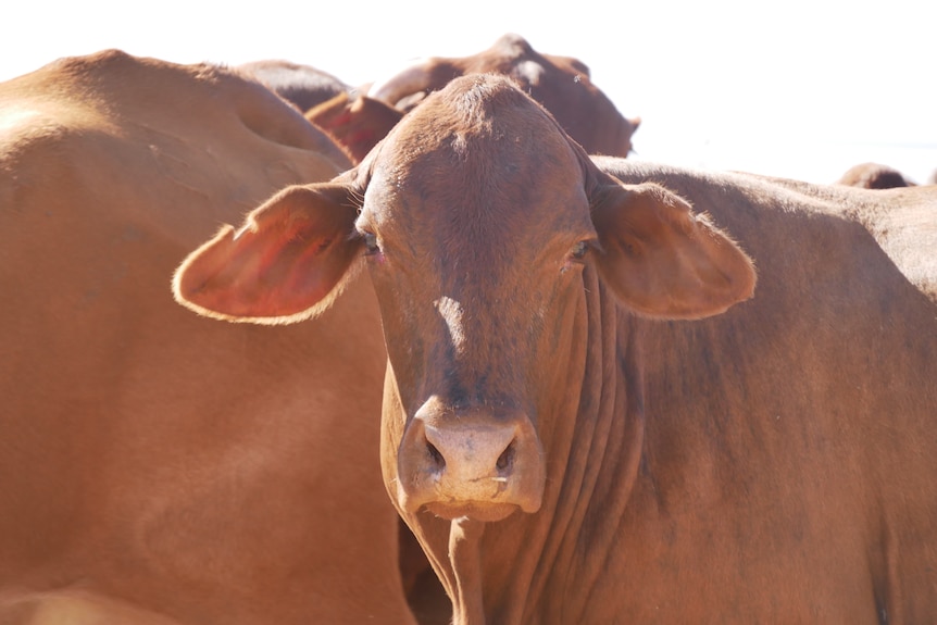 a big brown beast looking at camera with others behind in close range 