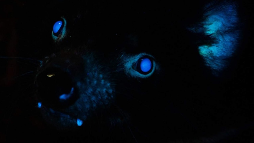 The eyes, ears, teeth and nose of a Tasmanian devil glowing blue in the dark.