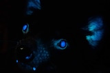 The eyes, ears, teeth and nose of a Tasmanian devil glowing blue in the dark.