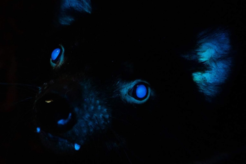 Tasmanian devils glow under UV light, researchers confirm after Australian  animals biofluorescence discovery - ABC News